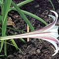 Lilium formosanum v. pricei, Darm Crook