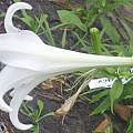 Lilium longiflorum, Darm Crook
