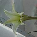 Lilium philippinense, Darm Crook