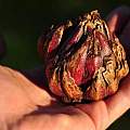 Lilium wallichianum bulb, Pontus Wallstén