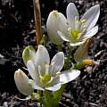 Ornithogalum comptonii, Jan and Anne Lise Schutte-Vlok