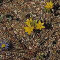 Ornithogalum multifolium, Bob Rutemoeller