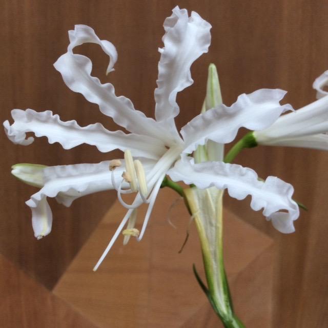 Nerine_bowdenii_white.jpg