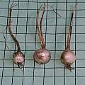 Acis rosea bulbs, Mary Sue Ittner