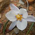 Afrocrocus unifolius, kevinjolliffe, iNaturalist, CC BY-NC