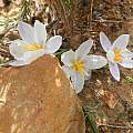 Afrocrocus unifolius, kevinjolliffe, iNaturalist, CC BY-NC