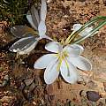 Afrocrocus unifolius, kevinjolliffe, iNaturalist, CC BY-NC