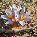 Afrocrocus unifolius, Riaan van der Walt, iNaturalist, CC BY-NC