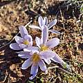 Afrocrocus unifolius, Riaan van der Walt, iNaturalist, CC BY-NC