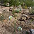 Albuca leucantha, Naries, Cameron McMaster Albuca leucantha, Naries, Cameron McMaster