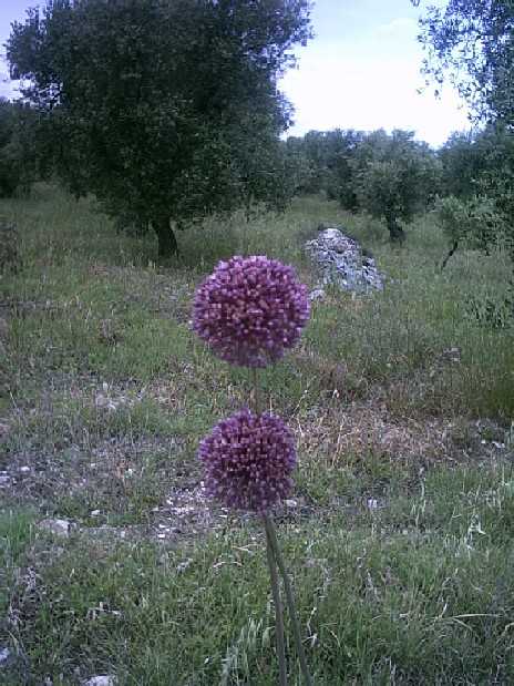Helichrysum (Fiore di carta) - Apulia Plants