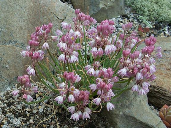 Allium sibthorpianum | Pacific Bulb Society
