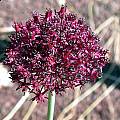 Allium cardiostemon, John Lonsdale