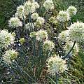 Allium saxatile, Wietse Mellema