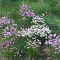 Allium schoenoprasum, 'mixed semi-dwarf forms', Mark McDonough