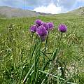 Allium schoenoprasum, Andrey Dedov [Shift+click to enlarge, Click to go to wiki entry]