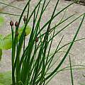 Allium schoenoprasum, David Pilling