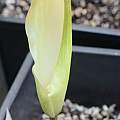 Amorphophallus krausei, Arnold Trachtenberg Amorphophallus krausei, Arnold Trachtenberg