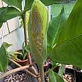 Amorphophallus yunnanensis, Arnold Trachtenberg Amorphophallus yunnanensis, Arnold Trachtenberg