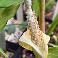 Amorphophallus yunnanensis, Arnold Trachtenberg Amorphophallus yunnanensis, Arnold Trachtenberg