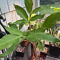 Amorphophallus yunnanensis, Arnold Trachtenberg Amorphophallus yunnanensis, Arnold Trachtenberg