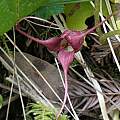 Asarum caudatum, Mary Sue Ittner