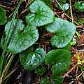 Asarum caudatum, Mary Sue Ittner