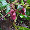 Asarum caudatum, Mary Sue Ittner