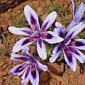 Babiana cuneata, Alan Horstmann