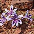 Babiana cuneata, Alan Horstmann