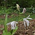 Bletilla striata 'Alba', Nicholas Plummer