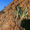 Boophone haemanthoides ssp. ernesti-ruschii growng north of Rosh Pinah, Namibia on a cliff-face Boophone haemanthoides ssp. ernesti-ruschii growng north of Rosh Pinah, Namibia on a cliff-face