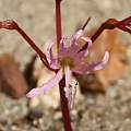 Brunsvigia comptonii fruit, Alan Horstmann