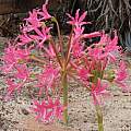 Brunsvigia gregaria, Alan Horstmann