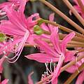 Brunsvigia gregaria, Alan Horstmann