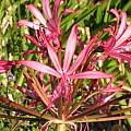 Brunsvigia gregaria, Alan Horstmann