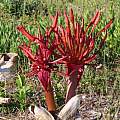 Brunsvigia orientalis, Alan Horstmann