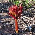 Brunsvigia orientalis, Alan Horstmann