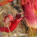 Brunsvigia orientalis, Alan Horstmann