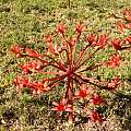 Brunsvigia orientalis, Bredasdorp, Cameron McMaster