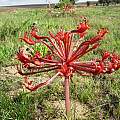 Brunsvigia orientalis, Bredasdorp, Cameron McMaster