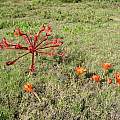 Brunsvigia orientalis with Haemanthus coccineus, Bredasdorp, Cameron McMaster