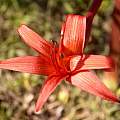 Brunsvigia orientalis, Bredasdorp, Cameron McMaster