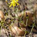 Bulbine flexuosa flower and fruits, Gifberg, photo by Rob Skillin Bulbine flexuosa flower and fruits, Gifberg, photo by Rob Skillin