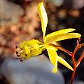 Bulbine mesembryanthoides subsp. namaquensis, Rob Skillin Bulbine mesembryanthoides subsp. namaquensis, Rob Skillin