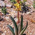 Bulbine praemorsa, hilltop at Springbok, Rob Skillin Bulbine praemorsa, hilltop at Springbok, Rob Skillin