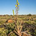 Bulbine praemorsa, Steinkopf Plateau, Rob Skillin Bulbine praemorsa, Steinkopf Plateau, Rob Skillin