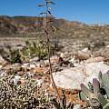 Bulbine sp, Rooiberg quartz fields, Richtersveld, Rob Skillin Bulbine sp, Rooiberg quartz fields, Richtersveld, Rob Skillin