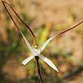Caladenia polychroma, Mary Sue Ittner Caladenia polychroma, Mary Sue Ittner