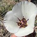 Calochortus excavatus, Steve Matson, iNaturalist, CC BY-NC